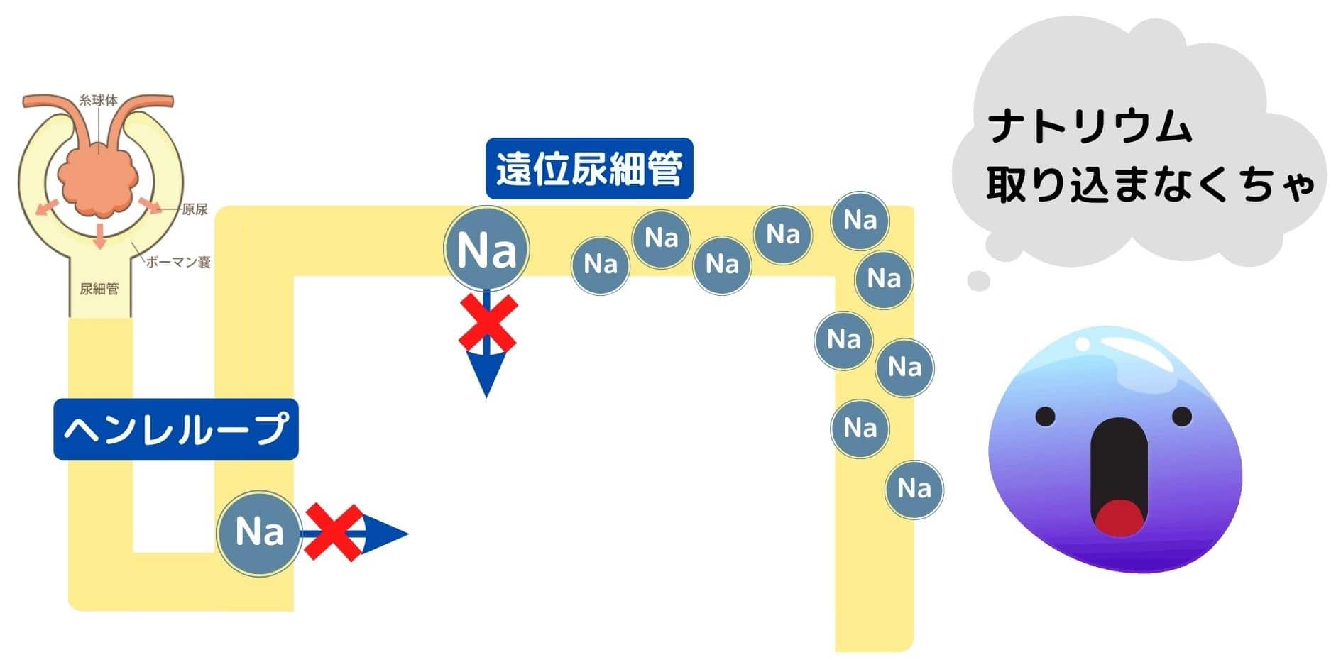 心不全患者さんに処方される4種の利尿薬の効果やポイントをわかりやすく徹底解説 ハートナースの備忘禄